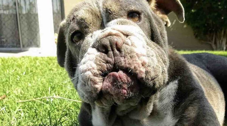 Miss Molly the bulldog