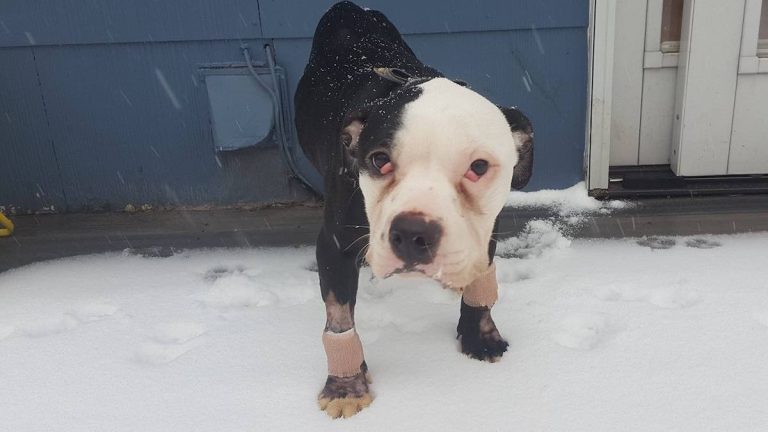 Stray Dog Staggers into Woman’s Home After She Opens Door in Middle of the Night