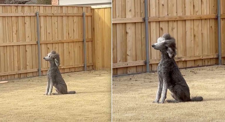 Woman Catches Her Poodle Posing Majestically in the Wind