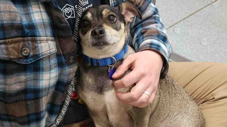 Pretty Girl adopted from Seattle Humane