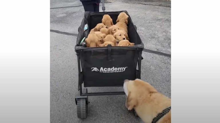 puppies go to vet