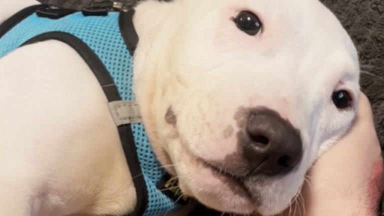 puppy R2 rescued from side of road