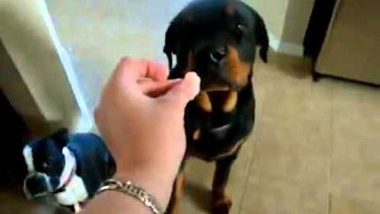 rottweiler offered shrimp
