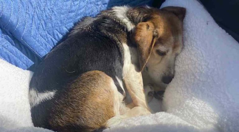 Senior Beagle Maple rescued