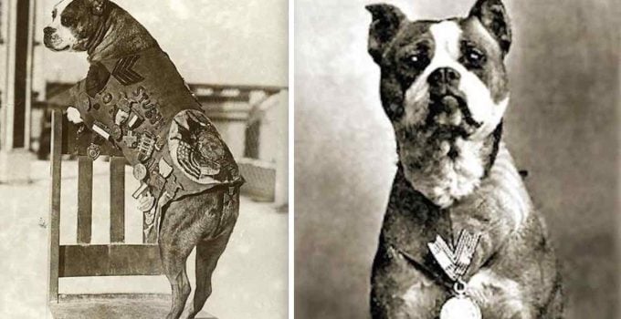 Heroic Stray Dog Became First Canine Sergeant and America’s Most Decorated War Dog