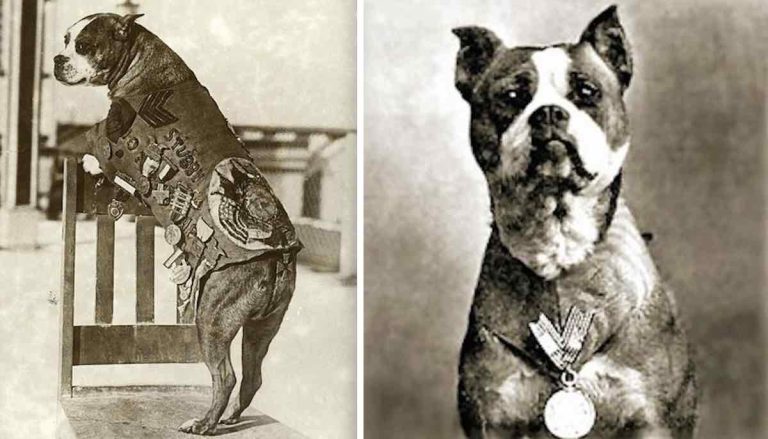 Sgt Stubby
