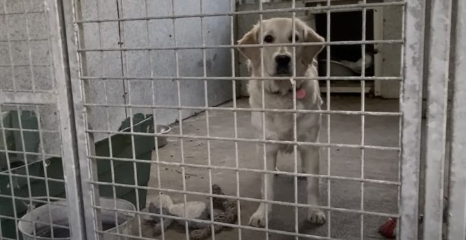 Shelter Dog Too Terrified to Leave Her Kennel Now Won’t Stop Wagging Her Tail