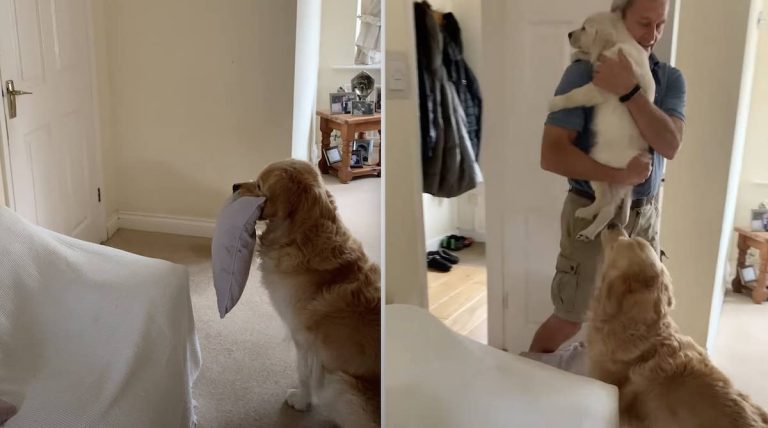 Golden Retriever Surprised When Dad Introduces His New Little Brother