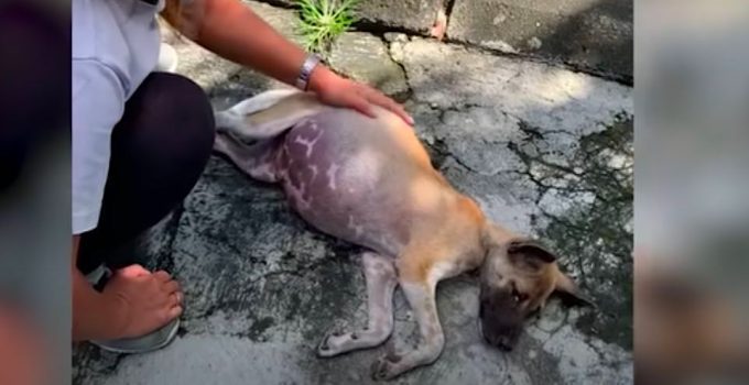 Stray Puppy With Belly Like Balloon Given Little Chance to Survive Now Thriving
