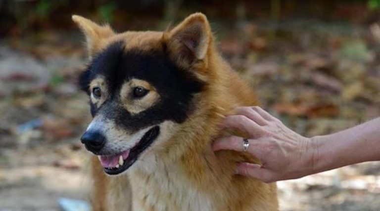 Unusually marked dogs from DogHeirs community