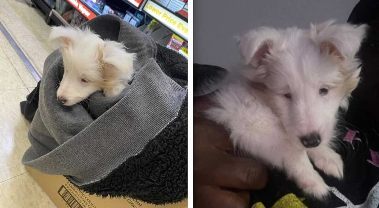 Alfie the puppy found in parking lot.