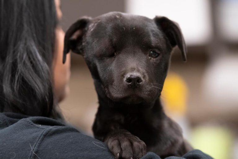 Bauble rescued by Stray Rescue of St. Louis