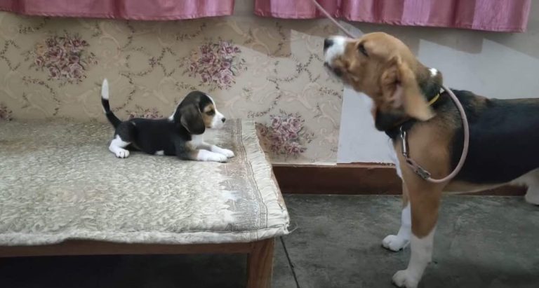Leo the Beagle talks with puppy Lilly