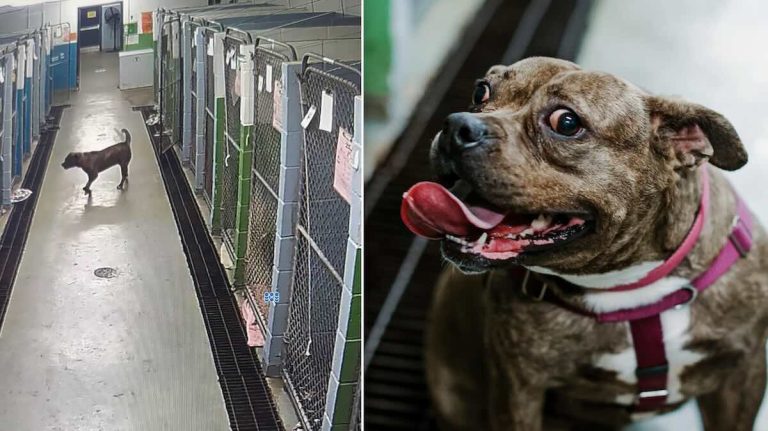 Shelter Dog’s Adorable Jailbreak After Kennel Door Accidentally Opens is Warming Hearts