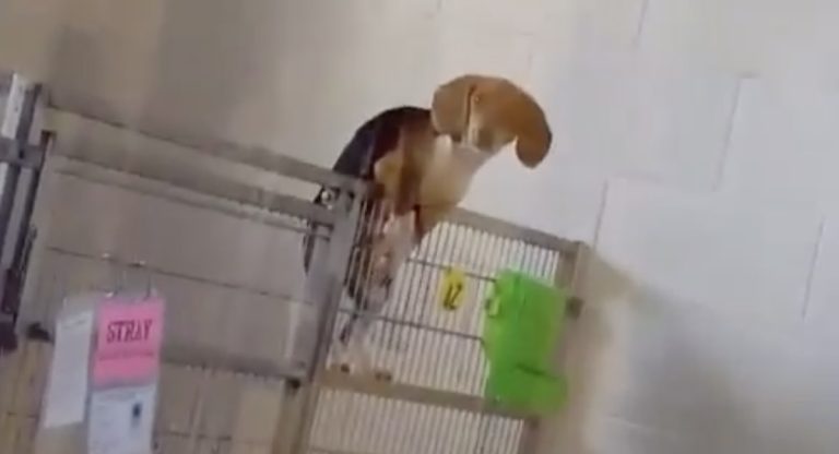 Buttermilk the beagle