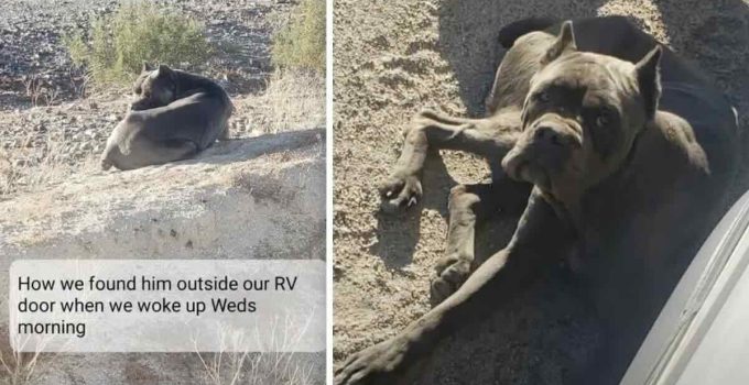 Couple Wake to Find Skinny Cane Corso Sleeping by Their Campsite in the Desert