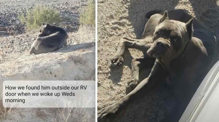 Cane Corso found in desert
