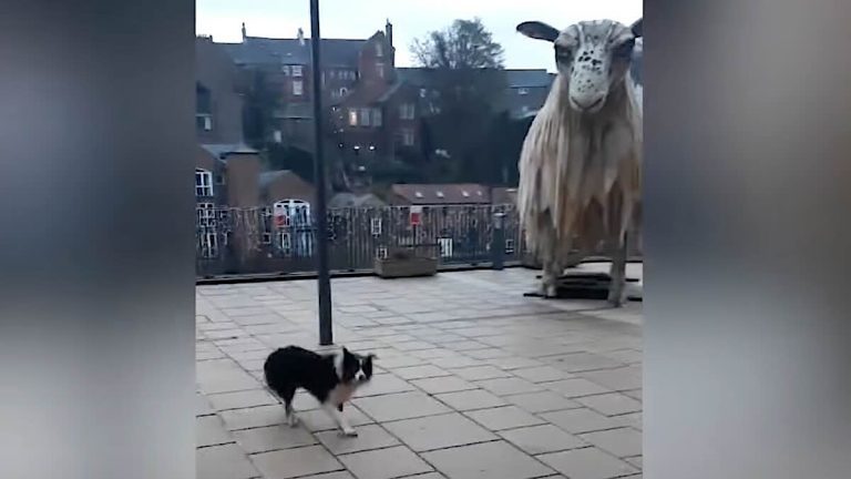 Border Collie Tries to Herd Giant Statue of a Sheep