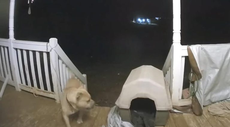dog goes for unexpected slide