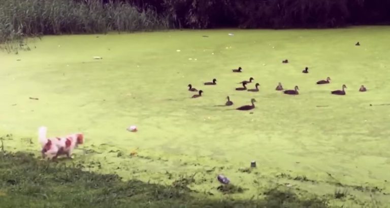 dog runs into pond