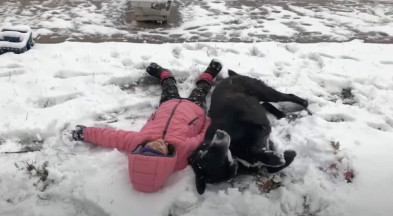 dog makes snow angel with kid