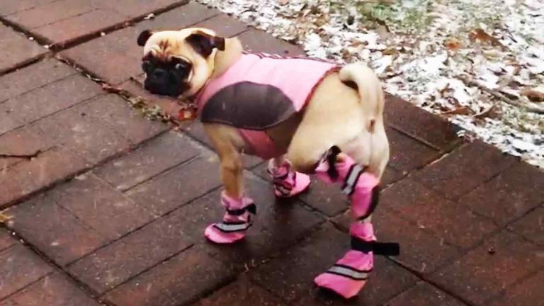 Dogs React to Trying on Winter Booties for the First Time