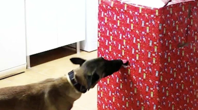 Good Dogs are So Excited to Open Their Christmas Presents