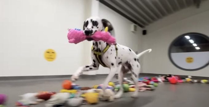 Shelter Dogs So Excited to Choose Their Own Present on ‘Santa Paws Day’