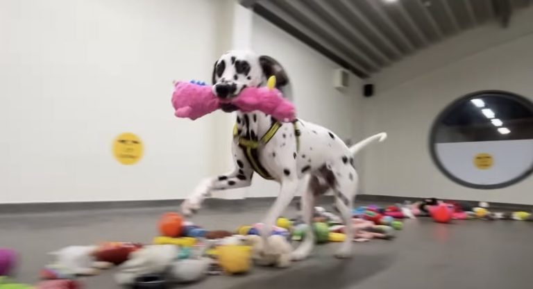 Shelter Dogs So Excited to Choose Their Own Present on ‘Santa Paws Day’