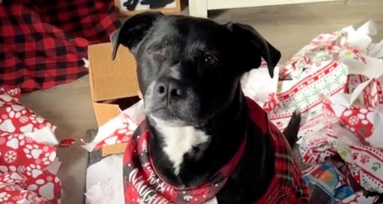 Fenway the dog is obsessed with Christmas