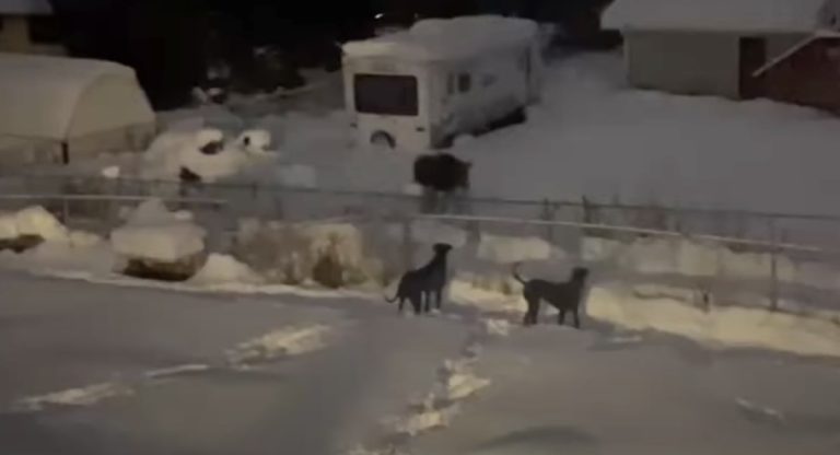 Great danes play with moose