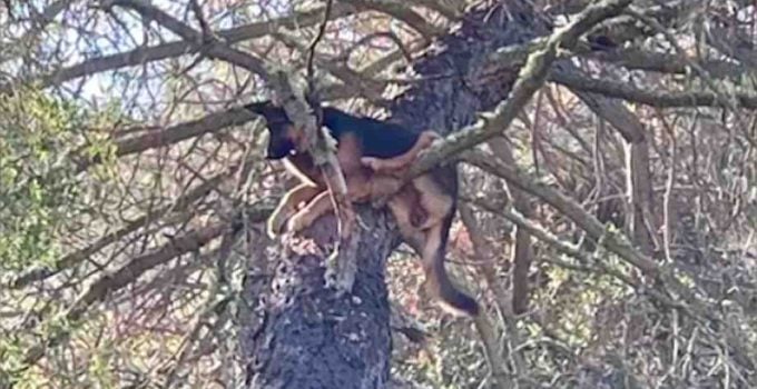 Family Finds Lost German Shepherd Dog Barked Up Wrong Tree and Got Stuck