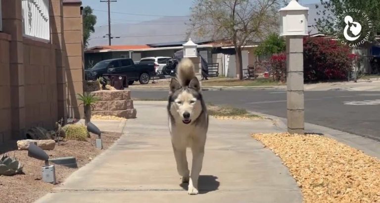 Abandoned Siberian Husky Found Wandering Around Desert Neighborhood