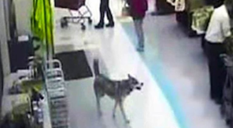 husky shoplifts
