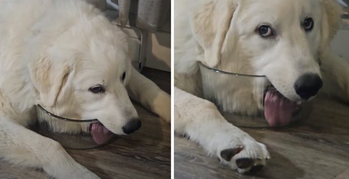 Great Pyrenees Puppy is a Drama Queen Every Time She Licks Water Bowl Dry