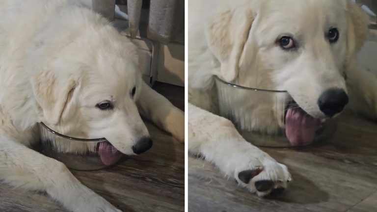 Great Pyrenees Puppy is a Drama Queen Every Time She Licks Water Bowl Dry