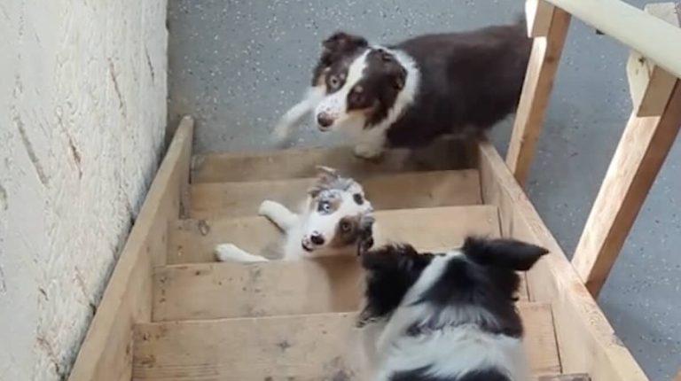 Puppy Keeps Hilariously Fumbling the Stairs