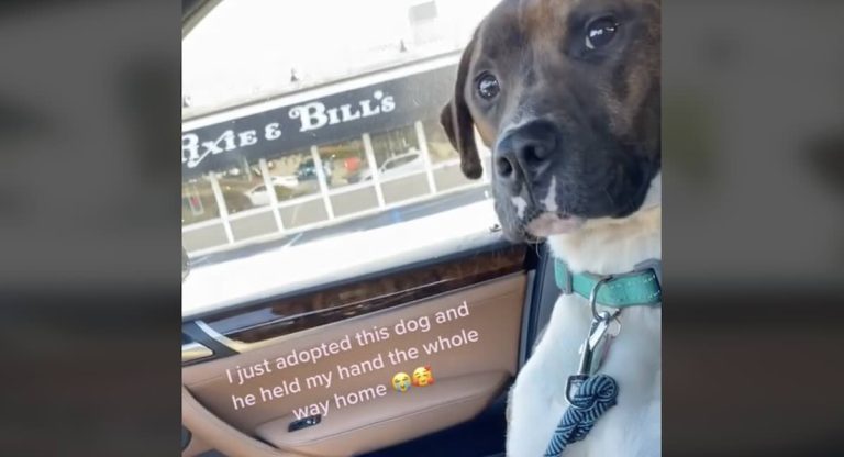 dog holds mom's hand