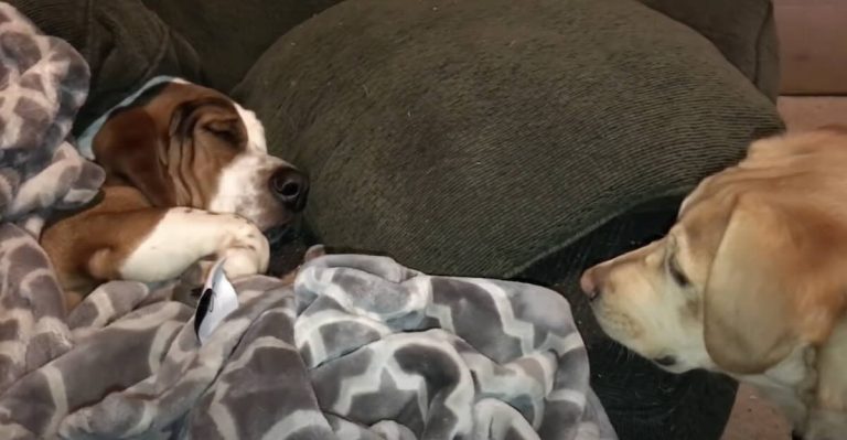 Maclin the basset hound