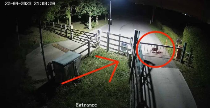 Abandoned Dog Runs Around Helplessly Out Front of Animal Shelter Gates