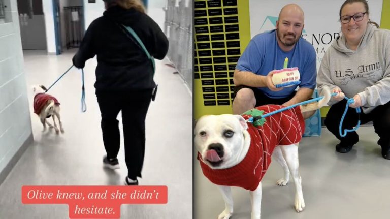 Dog Races Out of the Shelter After 456 Day Stay, Will be ‘Home for Christmas’