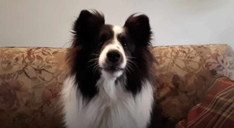 Dogs Hilariously Answer What They Really Think About the Holidays