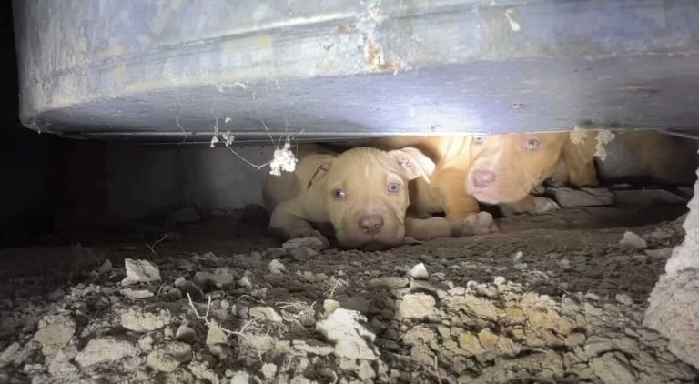 Puppies Hiding in Narrow Crawlspace Saved by Fearless Rescuer