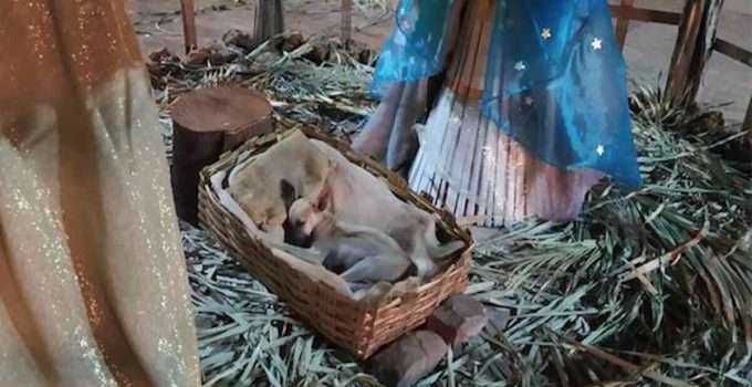 Family Walking by Nativity Scene Spot Stray Puppy Sleeping in the Manger