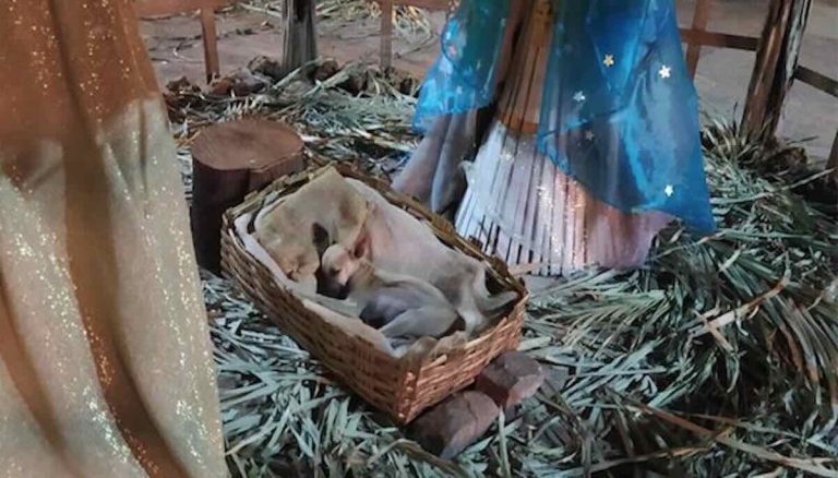 Family Walking by Nativity Scene Spot Stray Puppy Sleeping in the Manger