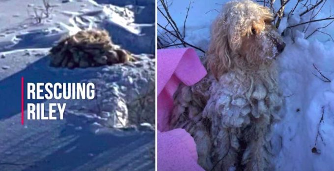 Stray Golden Doodle Found Huddled in Snow After Blizzard