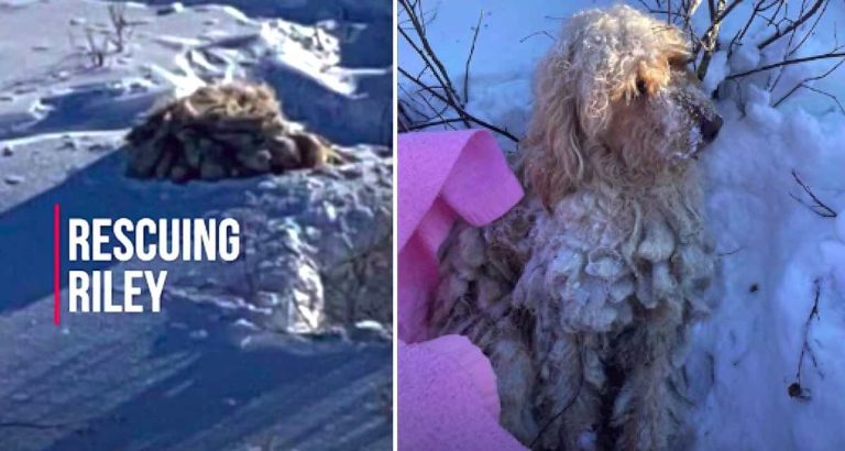 stray dog found buried in snow rescued