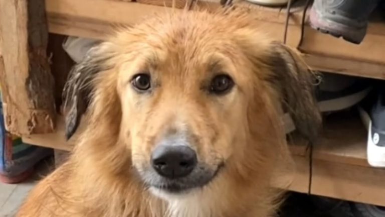 Street Dog Born in the Desert Has the Best Reaction to Snow