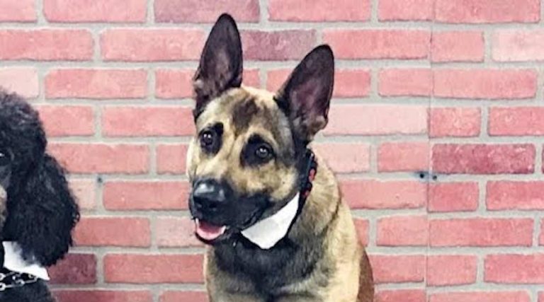 German Shepherd Fails Service Dog Training Spectacularly