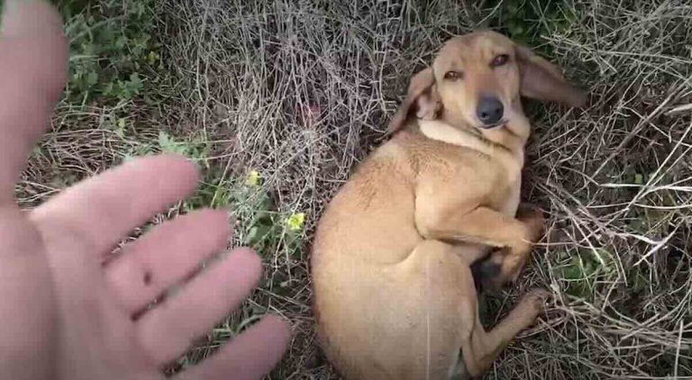 dog shows up at takis shelter